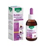 Esi Echinaid kapi